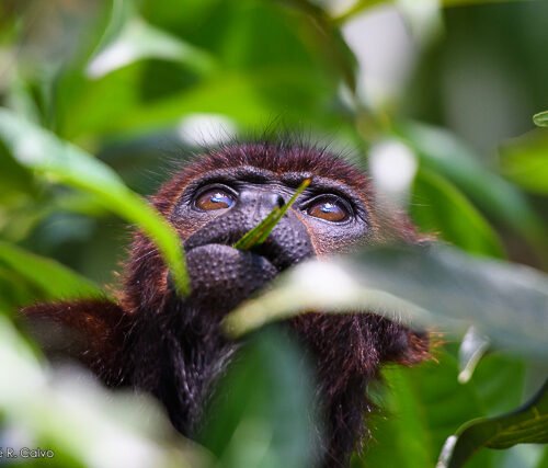 Copyright Jose R. Calvo Samayoa