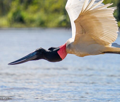 Copyright Jose R. Calvo Samayoa