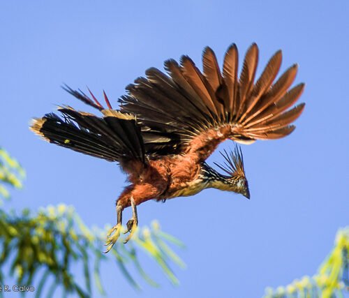 Copyright Jose R. Calvo Samayoa