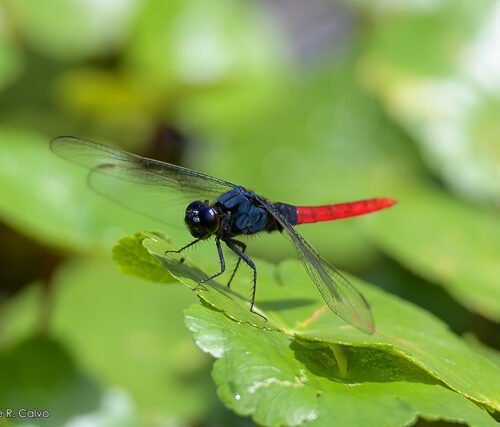 Copyright Jose R. Calvo Samayoa