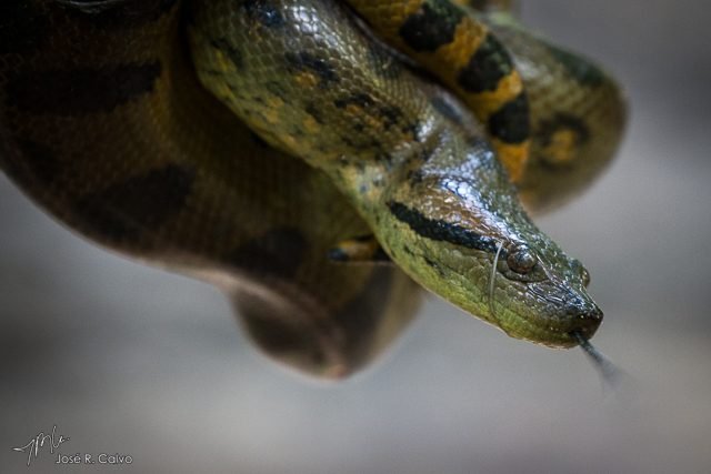 Tour Fauna Salvaje en la selva - Amazon Expeditions Peru