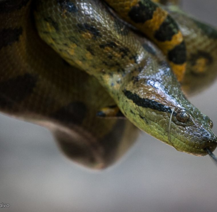 Tour Fauna Salvaje en la selva - Amazon Expeditions Peru